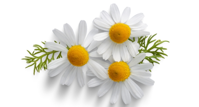 chamomile teething roll on for babies
